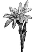 FLC008F.TIF