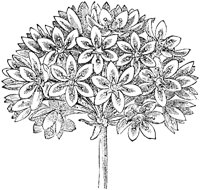 FLC008E.TIF
