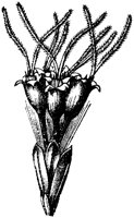 FLC008C.TIF