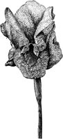 FLC008A.TIF