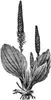 FLC007M.TIF