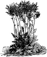 FLC007F.TIF