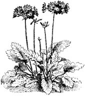 FLC007A.TIF