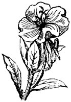 FLC006R.TIF