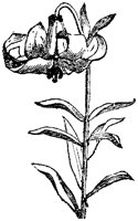 FLC006O.TIF