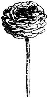 FLC006H.TIF