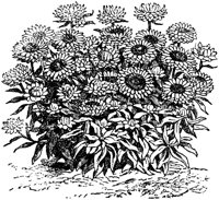 FLC006G.TIF