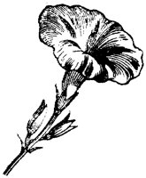 FLC005M.TIF