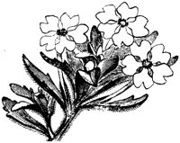 FLC005D.TIF