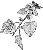 FLC004G.TIF