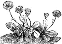 FLC004D.TIF