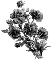 FLC004A.TIF