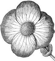 FLC002C.TIF