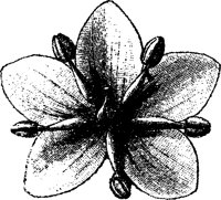 FLC001O.TIF