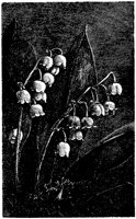 FLC001M.TIF