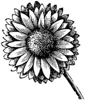 FLC001J.TIF