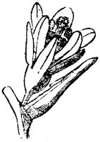 FLC001I.TIF