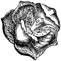 FLC001H.TIF