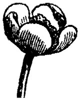 FLC001F.TIF