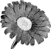FLC001C.TIF