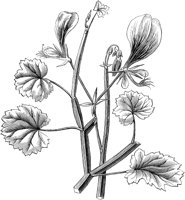 FLC001A.TIF