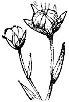 FLC060O.TIF