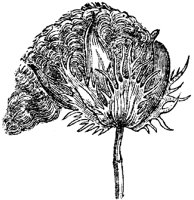 FLC060D.TIF