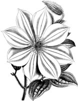 FLC060A.TIF