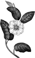 FLC059D.TIF