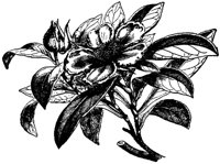 FLC059A.TIF