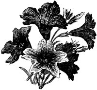 FLC058C.TIF