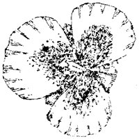 FLC056G.TIF