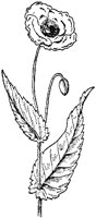 FLC056C.TIF