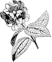FLC056A.TIF