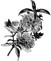 FLC055D.TIF