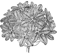 FLC055C.TIF