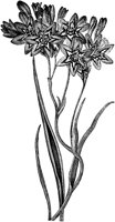 FLC054G.TIF