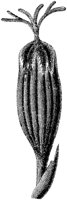 FLC054D.TIF