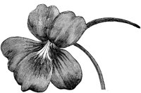 FLC054A.TIF