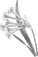 FLC053G.TIF