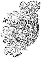FLC052I.TIF