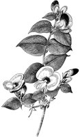 FLC052G.TIF