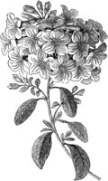 FLC051G.TIF