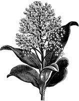 FLC051F.TIF