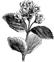 FLC050D.TIF