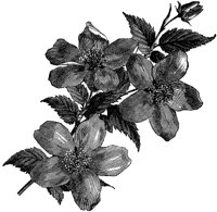 FLC050C.TIF