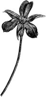 FLC049E.TIF
