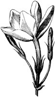 FLC049C.TIF
