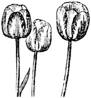 FLC048O.TIF
