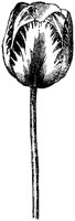 FLC047N.TIF